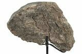 Fossil Sauropod Limb Section with Metal Stand - Colorado #335511-4